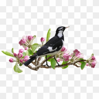 Murray Magpie Bird Apple Blossom Spring Peewee - Szarka Png Clipart