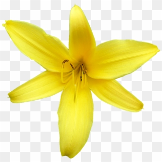 Lily Blossom Flower Yellow - Giglio Fiore Png Clipart