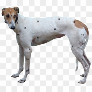 Greyhound Leg Anatomy , Png Download - Greyhound Anatomy Clipart