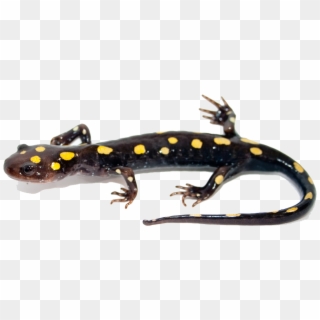 Salamander Png Image - Spotted Salamander Clipart