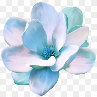 #flower #freetoedit #blue #magnolia - Magnolia Clip Art Free - Png Download