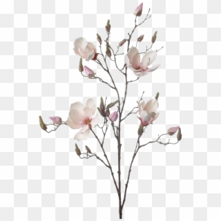Branch Drawing Magnolia Flower - Artificial Flower Clipart