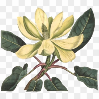 Magnolia Fraseri Clipart