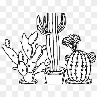 Aesthetic Clipart Plant - Cactus Drawing Transparent - Png Download