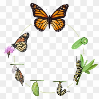 Ciclo De Vida De Una Mariposa Monarca - Butterfly Cycle Clipart