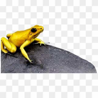 Rana Terribilis - Gold Poison Dart Frog Clipart