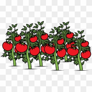 Thumb Image - Tomatoes Plant Clipart - Png Download