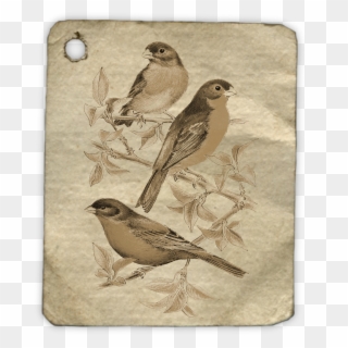 Birds Animal Fly Tag Label 1485642 - Drawing Clipart