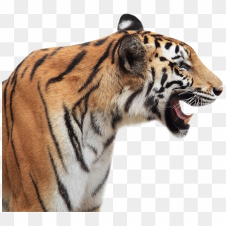 Siberian Tiger Clipart