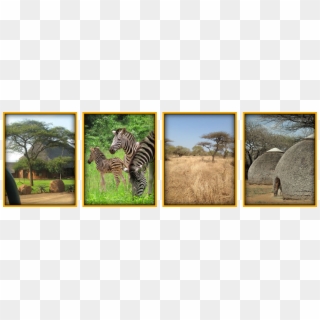 Swaziland Bush Lodge - Zebra Clipart