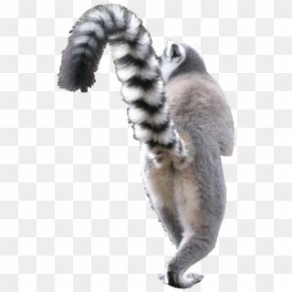 Animal Png - Madagascar Cat - Madagascar Cat Clipart