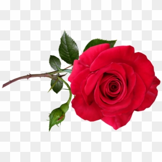 Rose, Red, Flower, Stem, Perfume, Garden, Nature - Garden Roses Clipart