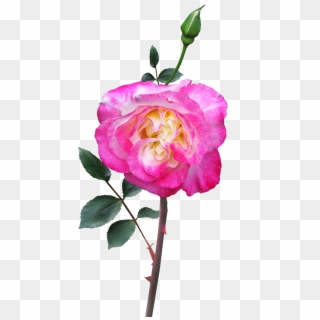 Rose Stem Flower - Garden Roses Clipart