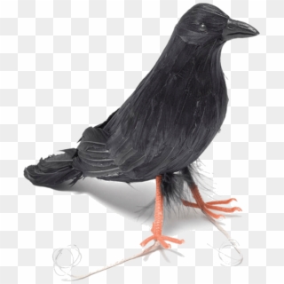 Feather Raven Bird - Crow Decoration Clipart