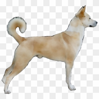 Ancient Jindo Dog Canaan Norwegian Buhund Korean Clipart - Ancient Dog Breeds - Png Download