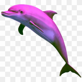 #dolphin #pink #pinkdolphin #png - Png Dolphin Clipart
