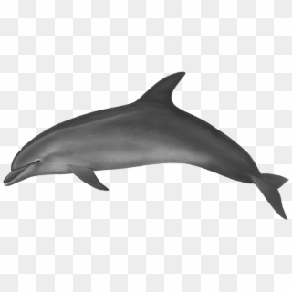 Bottlenose Dolphin - Dolphin Body Clipart