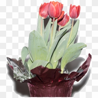 Tulips Tranparent Png - Tulip Clipart