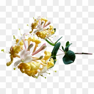 Honeysuckle Flower Png Clipart