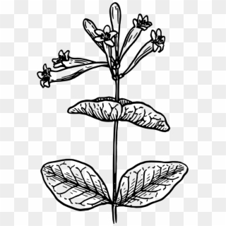 Clipart Medium Image Png - Black And White Drawing Honeysuckle Transparent Png