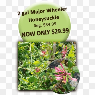 2gal Honeysuckle - Flower Clipart