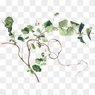 Honeysuckle Drawing Plant - Ivy Plant Drawing Clipart