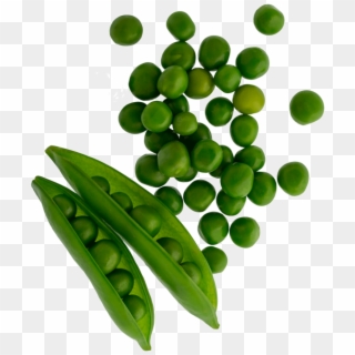 001 Mambo Product Images Peas Tilted Web Copy - Snow Peas Clipart