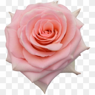 Rose - Rose Saga Clipart