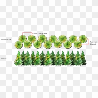 Double Row Of Trees - Thuja Green Giant Planting Guide Clipart