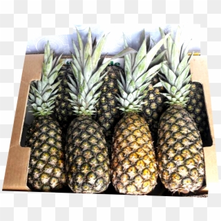 Juice, Puree, Freeze Or Grill Slices - Pineapple Clipart
