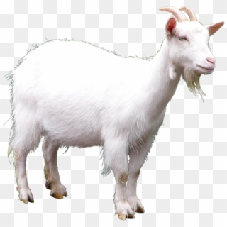 What Begins With L - Goat Png Clipart