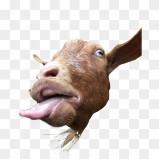 2884 X 4032 11 - Goats Sticking Their Tongues Out Clipart