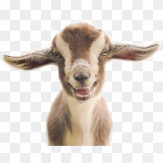 Goat - Kid Goat Clipart