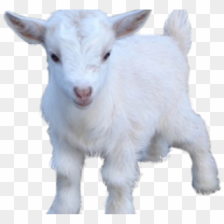 Goat Png Transparent Images - Goat Png Clipart