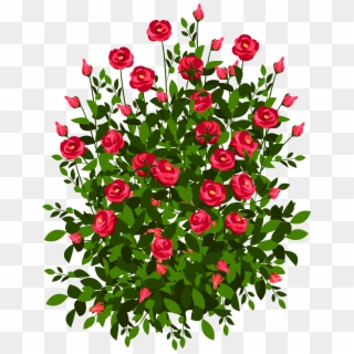 Red Rose Bush Png Clipart Picture - Bush Of Roses Drawing Transparent Png