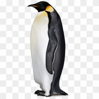 Penguin Free Png Image - Emperor Penguin Clear Background Clipart