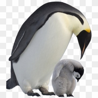 Penguin Png Image Transparent Background - Baby Penguins Png Clipart