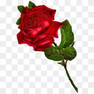 Red Rose Clipart Vintage Red - Vintage Rose Clipart Png Transparent Png
