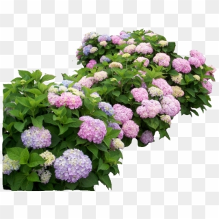 Hydrangea Png Clipart