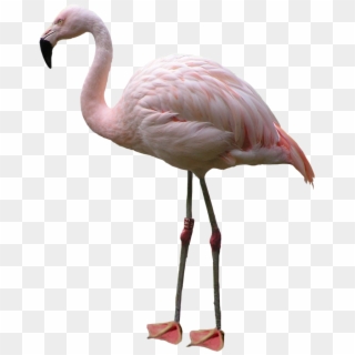 Flamingo Png - Pink Flamingo Transparent Background Clipart