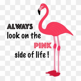 Flamingo - Greater Flamingo Clipart