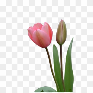 Download Png Image Report - Pink Tulips Png Clipart