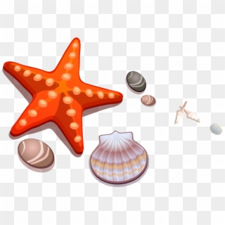 Cartoon, Drawing, Seashell, Orange Png Image With Transparent - Cartoon Starfish Clipart