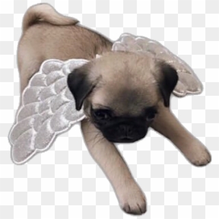#puppy #dogs #dog #angel #pug #pugs #freetoedit - Companion Dog Clipart