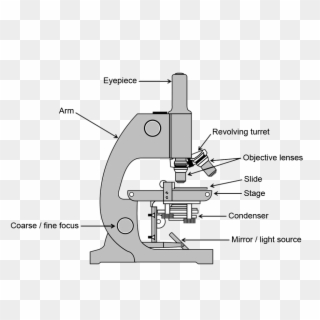 Microscopy Making The Micro World Visible To The Naked - Mikroskop Clipart - Png Download