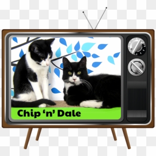 Today's Cameo Cats - Domestic Short-haired Cat Clipart