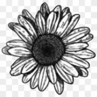 #pencil #flower #flowers #daisy #sunflower #shading - Daisy Flower Drawing Clipart