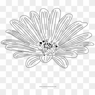 Daisy Coloring Page - Line Art Clipart
