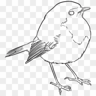 And - Line Drawing Of A Robin Clipart
