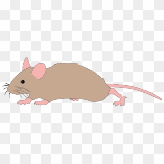 Rat Clipart